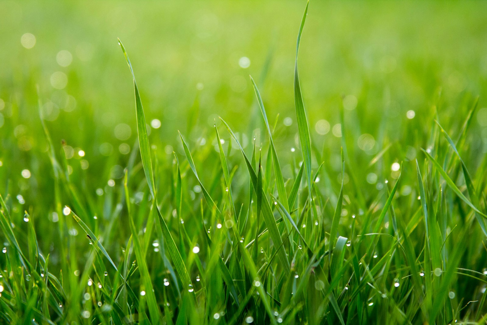 Morning dew on healthy grass