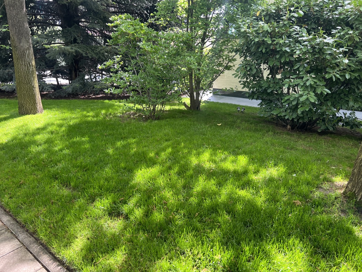 Same lawn under the trees, dense and green — after