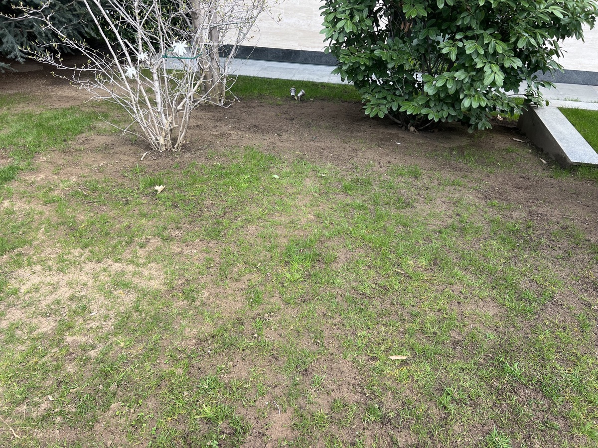 Bare, thinned lawn under mature trees — before